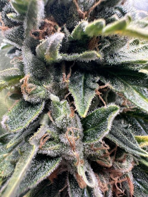 My first grow with Tamara. Week 13 - We have a look at the flowers… looks very nice…
