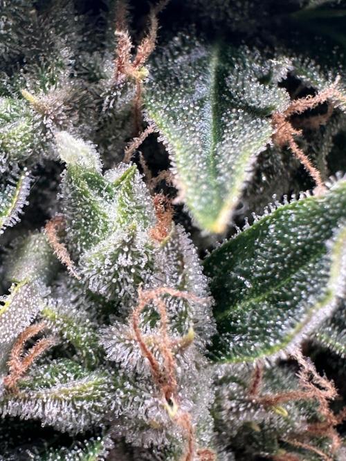 My first grow with Tamara. Week 13 - More Zoom in … looks also nice 👍🏻 