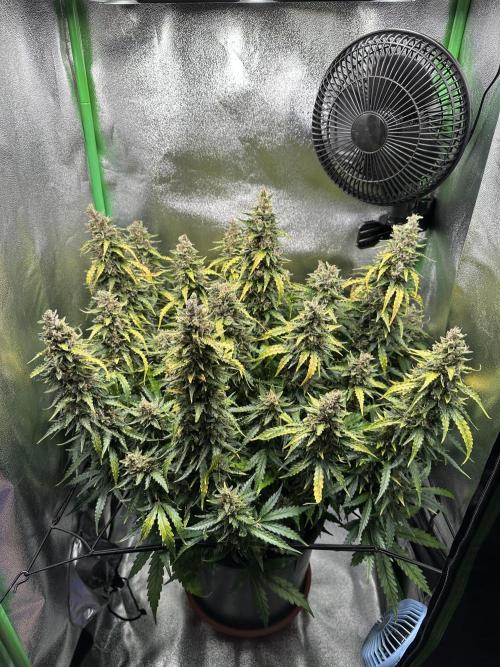 My first grow with Tamara. Week 13 - Day 88