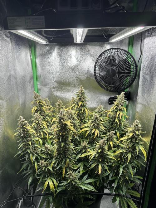 My first grow with Tamara. Week 13 - Day 90