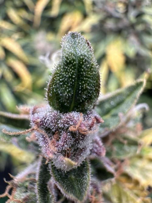 My first grow with Tamara. Week 13 - Wow … Tamara will be purple at the end of the grow … it‘s so Beautiful…