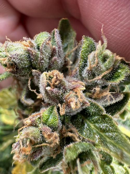 My first grow with Tamara. Week 13 - And a Lot… a lot of Trichome 😍