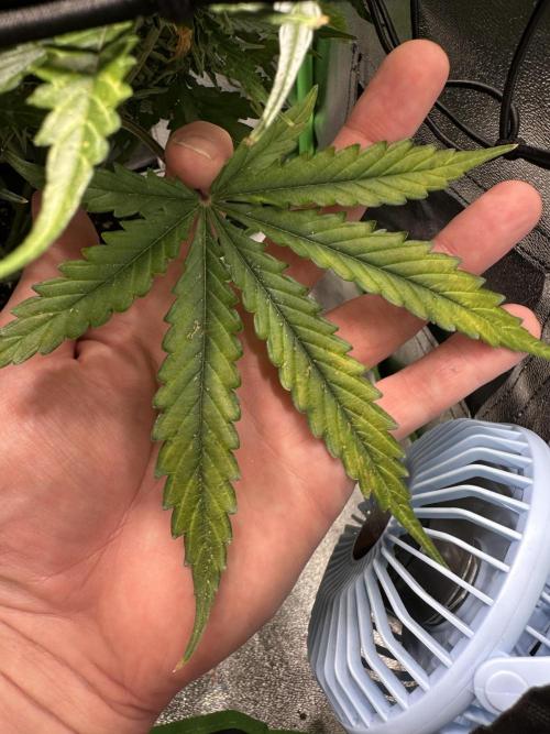 My first grow with Tamara. Week 13 - At this time we will look how Tamara takes her Leaf Reserven. I give her only 💦