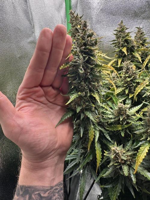 My first grow with Tamara. Week 13 - The bud‘s size is okay 👌 I think. 