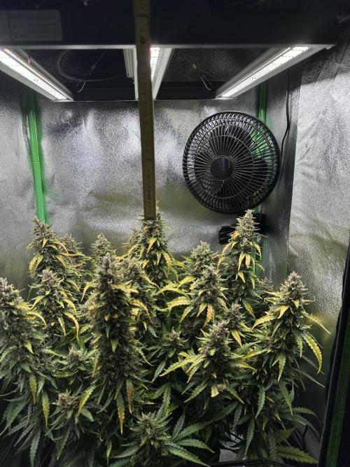 My first grow with Tamara. Week 13 - But the light is to low…I will take it more higher becauseTamara become foxtails