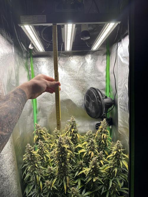 My first grow with Tamara. Week 13 - I think this is much better