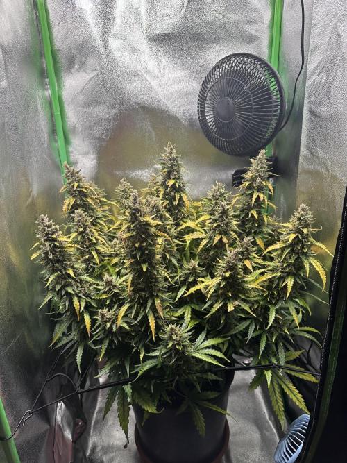 My first grow with Tamara. Week 13 - Day 92 Tamara become Autumn and she takes her Last Reserve out of her leaves. 