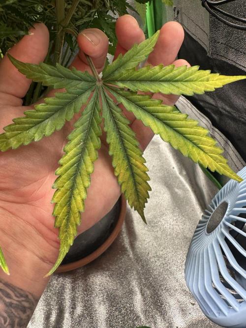 My first grow with Tamara. Week 13 - Looks good…but will be better…