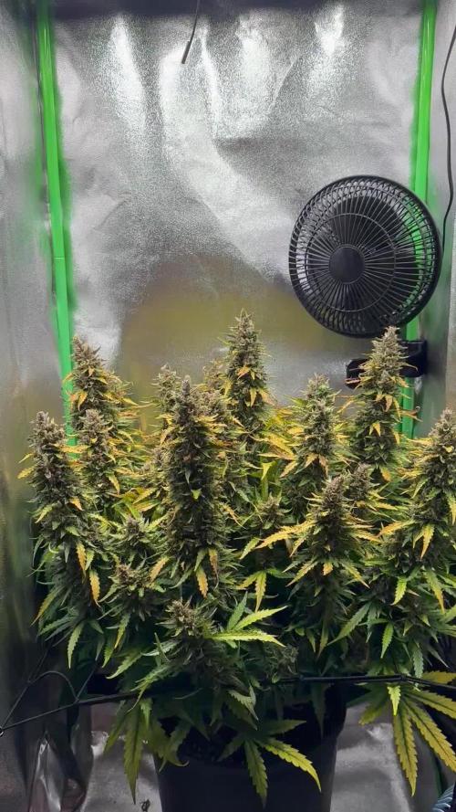 My first grow with Tamara