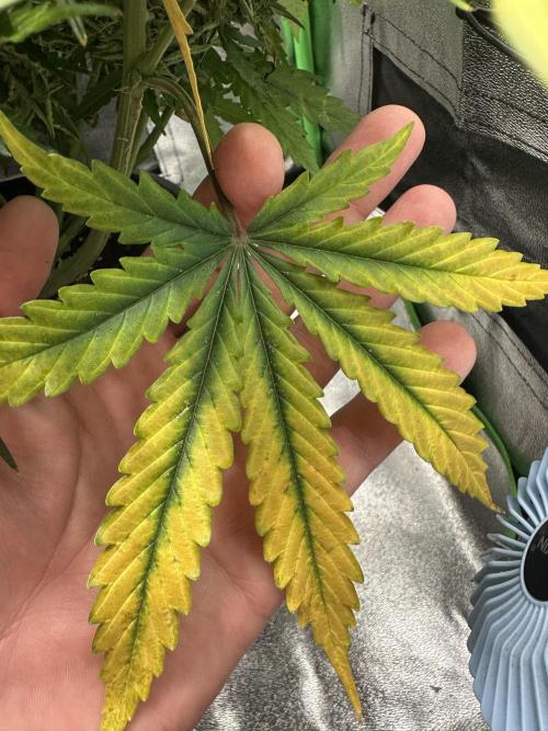 My first grow with Tamara. Week 14 - You can clearly see how she take the nutrients out of her leafs