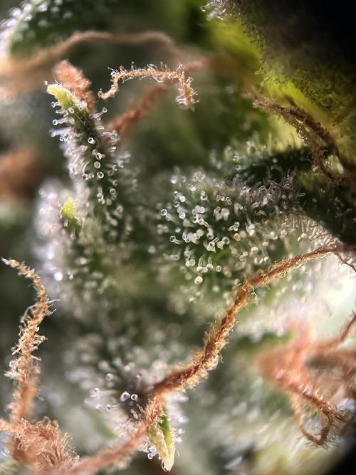 My first grow with Tamara. Week 14 - And have a look at her Beautiful flowers…but…