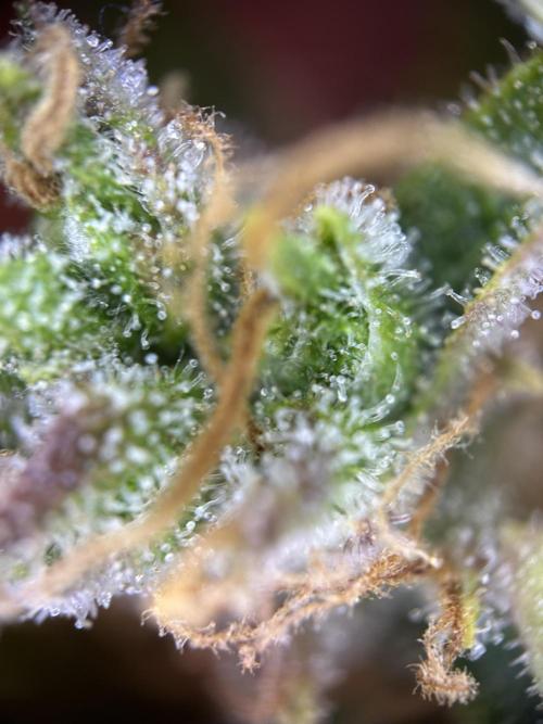 My first grow with Tamara. Week 14 - Time to harvest is not now…