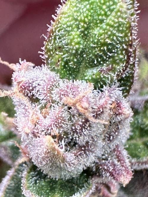 My first grow with Tamara. Week 14 - We can enjoy her beautyness…