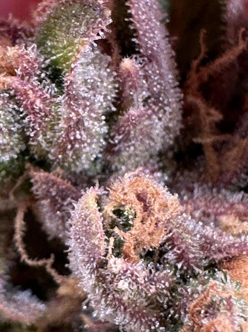 My first grow with Tamara. Week 14 - And there are a lot of beautyness I think.