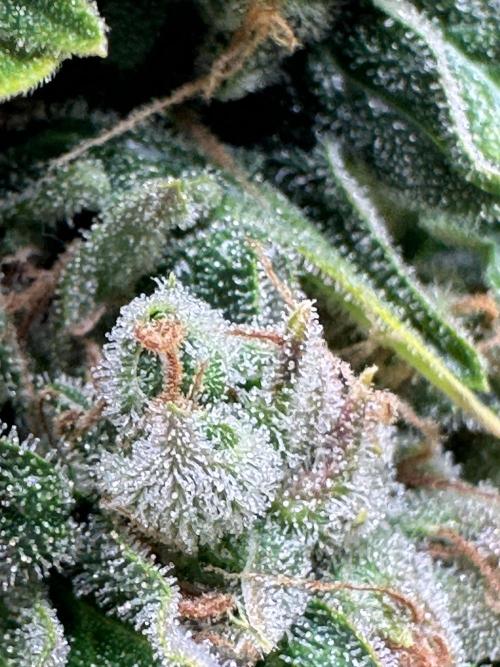 My first grow with Tamara. Week 14 - And much of Trichomes.