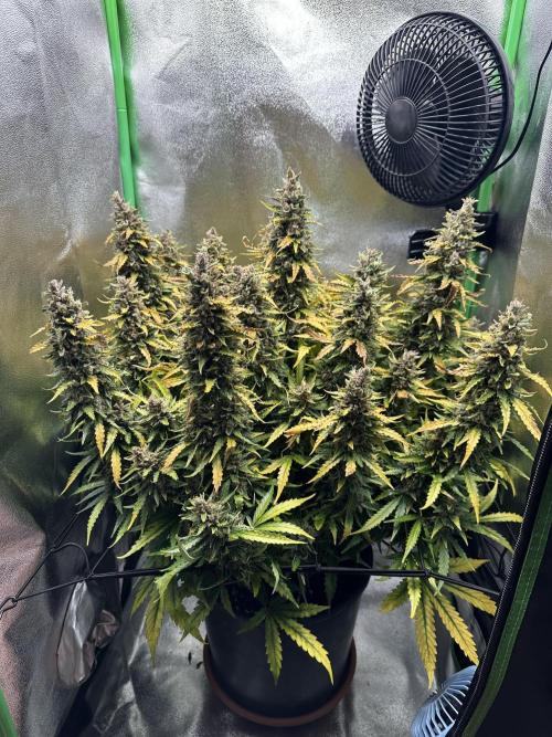 My first grow with Tamara. Week 14 - Day 95