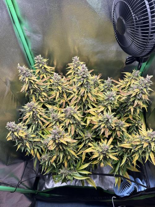 My first grow with Tamara. Week 14 - And a look from above…