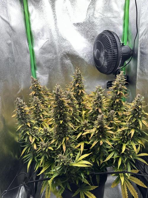 My first grow with Tamara. Week 14 - Day 96