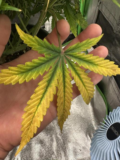 My first grow with Tamara. Week 14 - Not enough, i think… 