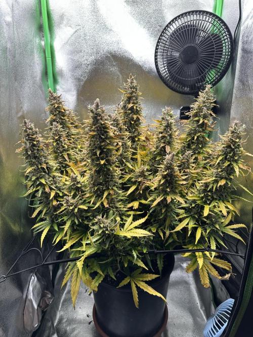 My first grow with Tamara. Week 14 - Day 98 