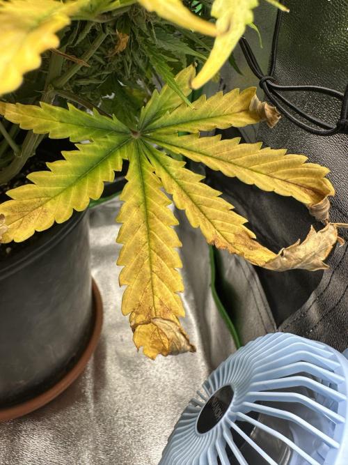 My first grow with Tamara. Week 14 - I think Tamara is ready … it‘s time to harvest my Little Sunshine 😍😘