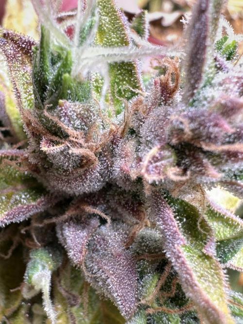 My first grow with Tamara. Week 14 - Thanks for every day being with you … 