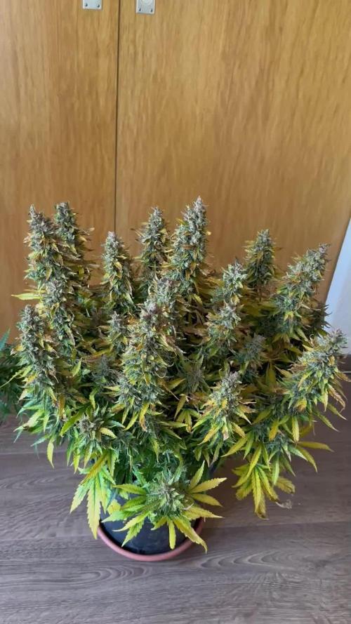 My first grow with Tamara