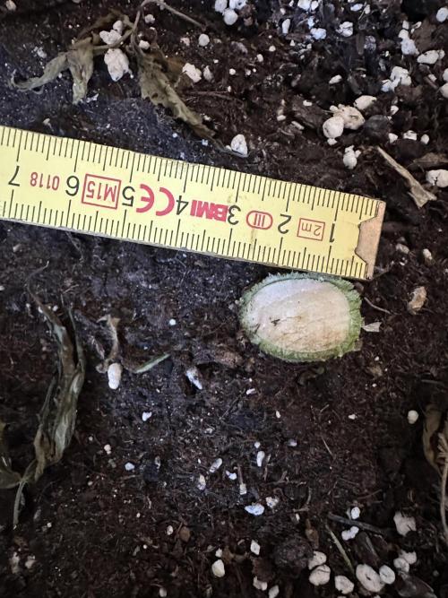 My first grow with Tamara. Week 15 - Nice size