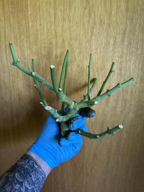 My first grow with Tamara. Week 15 - Tamara‘s hard wood