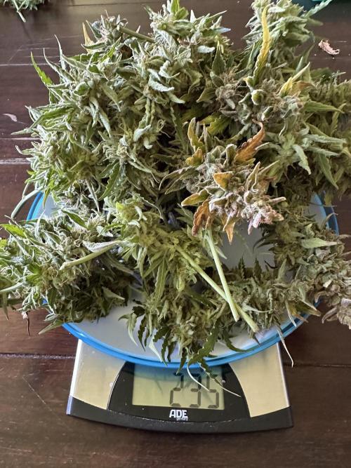 My first grow with Tamara. Week 15 - The wet Harvest Plate 1