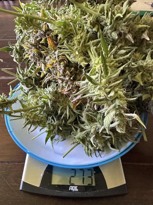 My first grow with Tamara. Week 15 - Plate 2