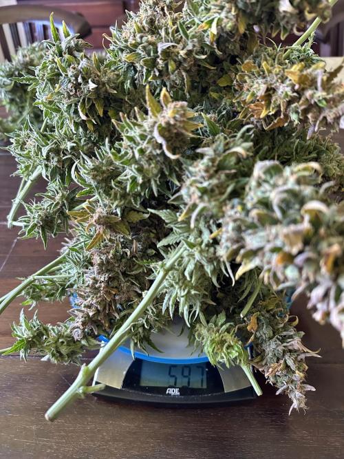 My first grow with Tamara. Week 15 - Plate 3