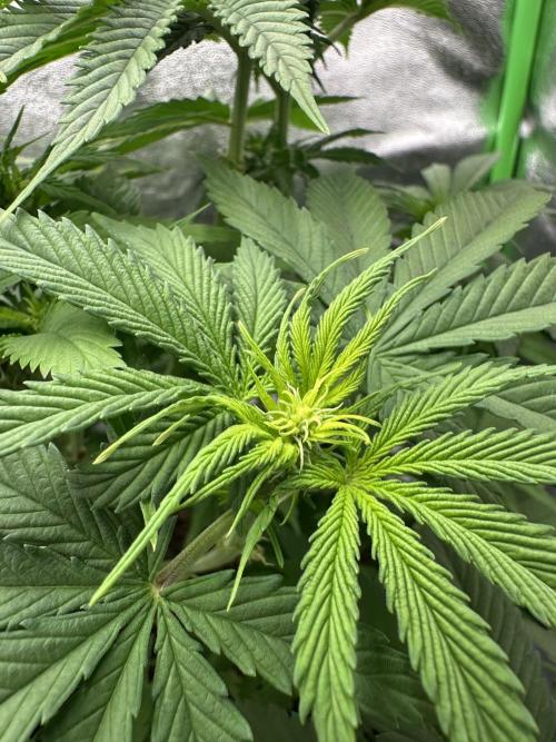 Triploid Seed Test Cookie Queen Tessa. Week 7 - First Check at her flower.