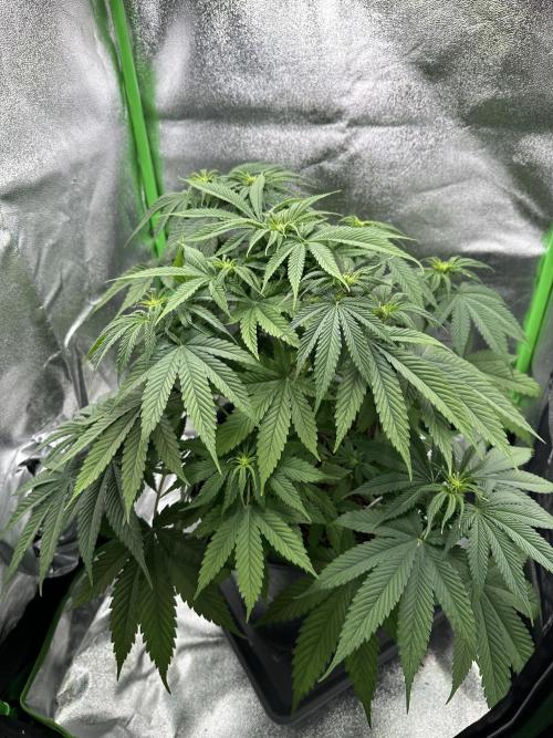 Triploid Seed Test Cookie Queen Tessa. Week 7 - Day 45 maybe Tessa need more water😅😉👀