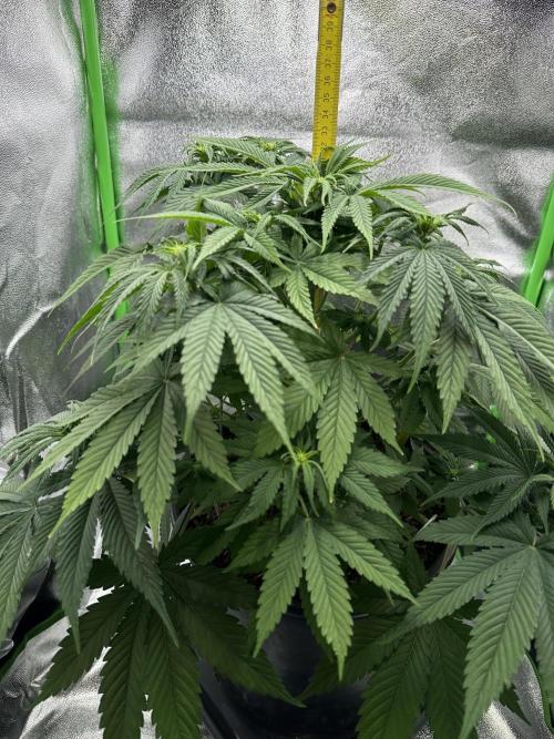 Triploid Seed Test Cookie Queen Tessa. Week 7 - she becomes a measuring to control her stretch. 