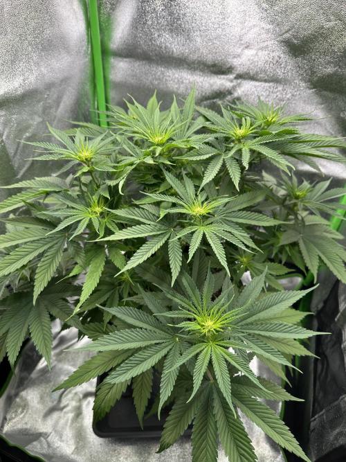 Triploid Seed Test Cookie Queen Tessa. Week 7 - Day 46 with more water she looks nicer. 🤗💚