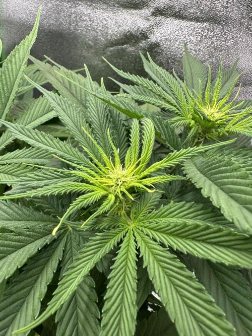 Triploid Seed Test Cookie Queen Tessa. Week 7 - Flower check