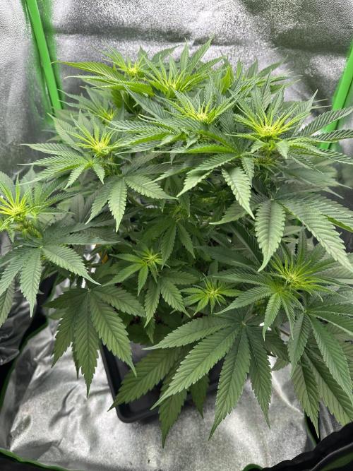 Triploid Seed Test Cookie Queen Tessa. Week 7 - Day 47