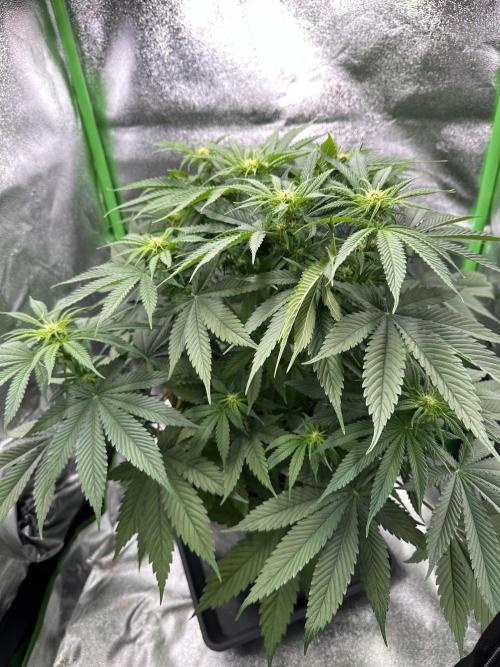 Triploid Seed Test Cookie Queen Tessa. Week 7 - Day 48