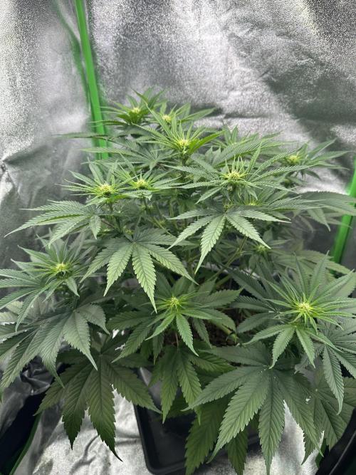 Triploid Seed Test Cookie Queen Tessa. Week 7 - Day 49