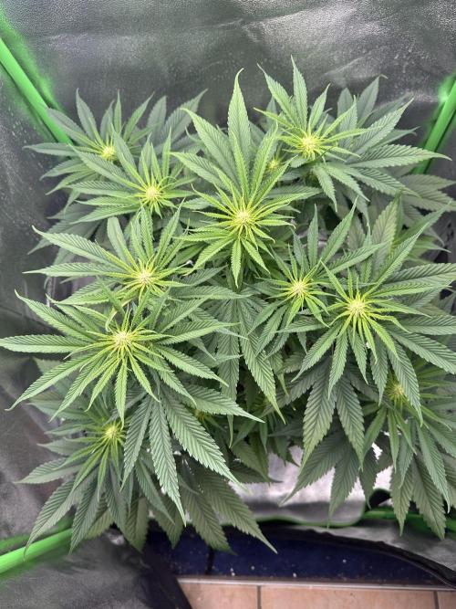 Triploid Seed Test Cookie Queen Tessa. Week 7 - Look from above.