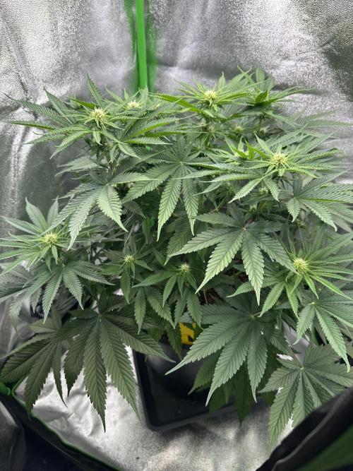 Triploid Seed Test Cookie Queen Tessa. Week 7 - Day 50