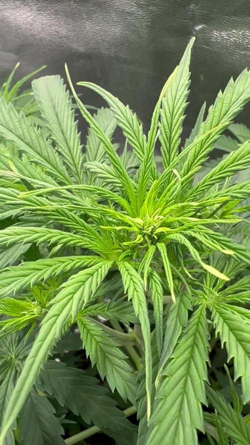 Community Grow Oct 2025 ELSA