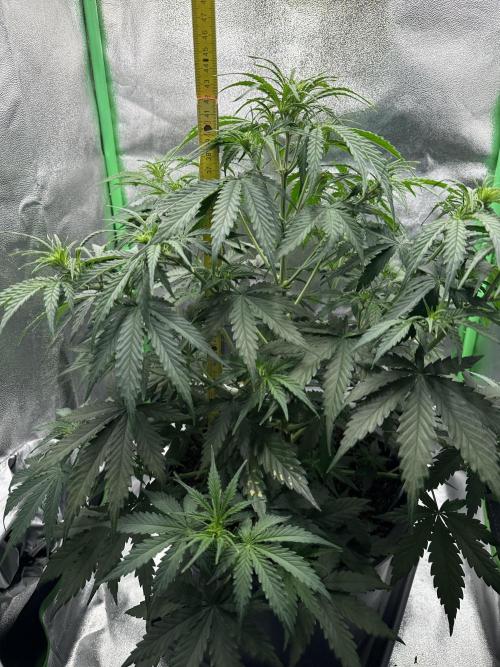 Community Grow Oct 2025 ELSA. Week 7 - 44 cm is a lot. Her stretch is 14 cm. Wow 😮 