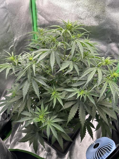 Community Grow Oct 2025 ELSA. Week 7 - Day 45