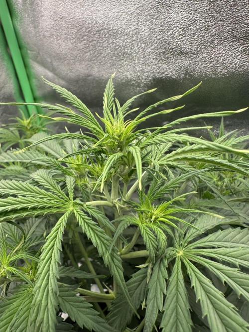 Community Grow Oct 2025 ELSA. Week 7 - Looking at her flowers