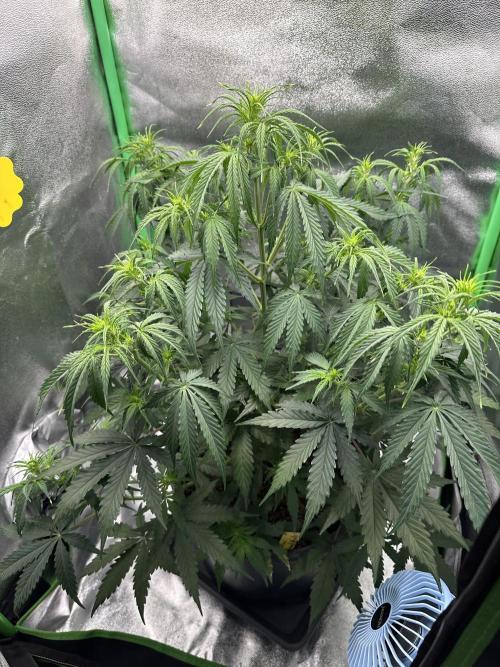 Community Grow Oct 2025 ELSA. Week 7 - Day 46 I know , she need more water. 😉😅