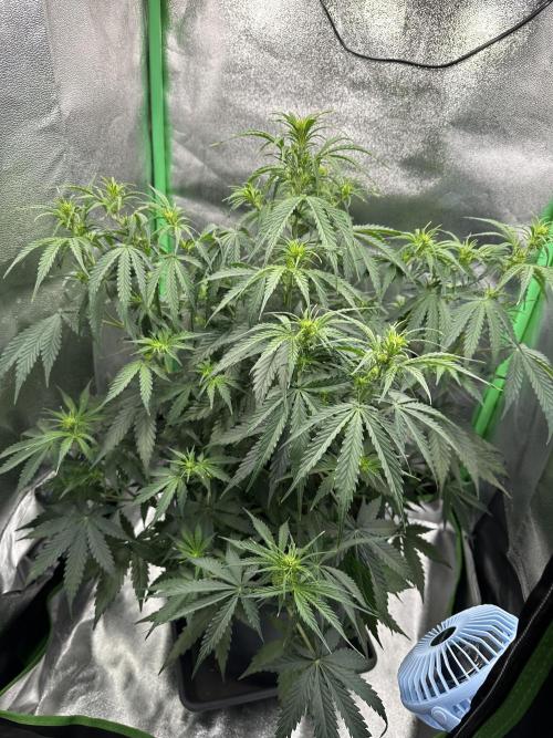 Community Grow Oct 2025 ELSA. Week 7 - Day 47