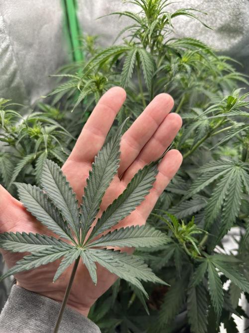 Community Grow Oct 2025 ELSA. Week 7 - What a surprise 💚…this leaf has 11 fingers, so lovely.