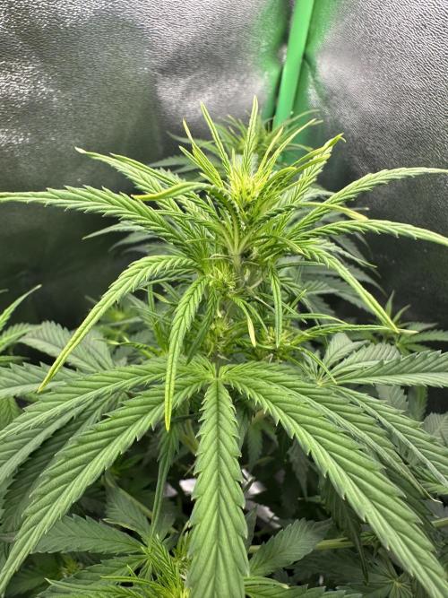 Community Grow Oct 2025 ELSA. Week 7 - Flower check